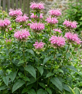 Monarda didyma 'Marshall's Delight'